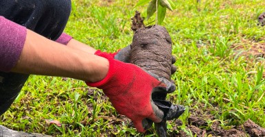 Reforestation in the Amazon
